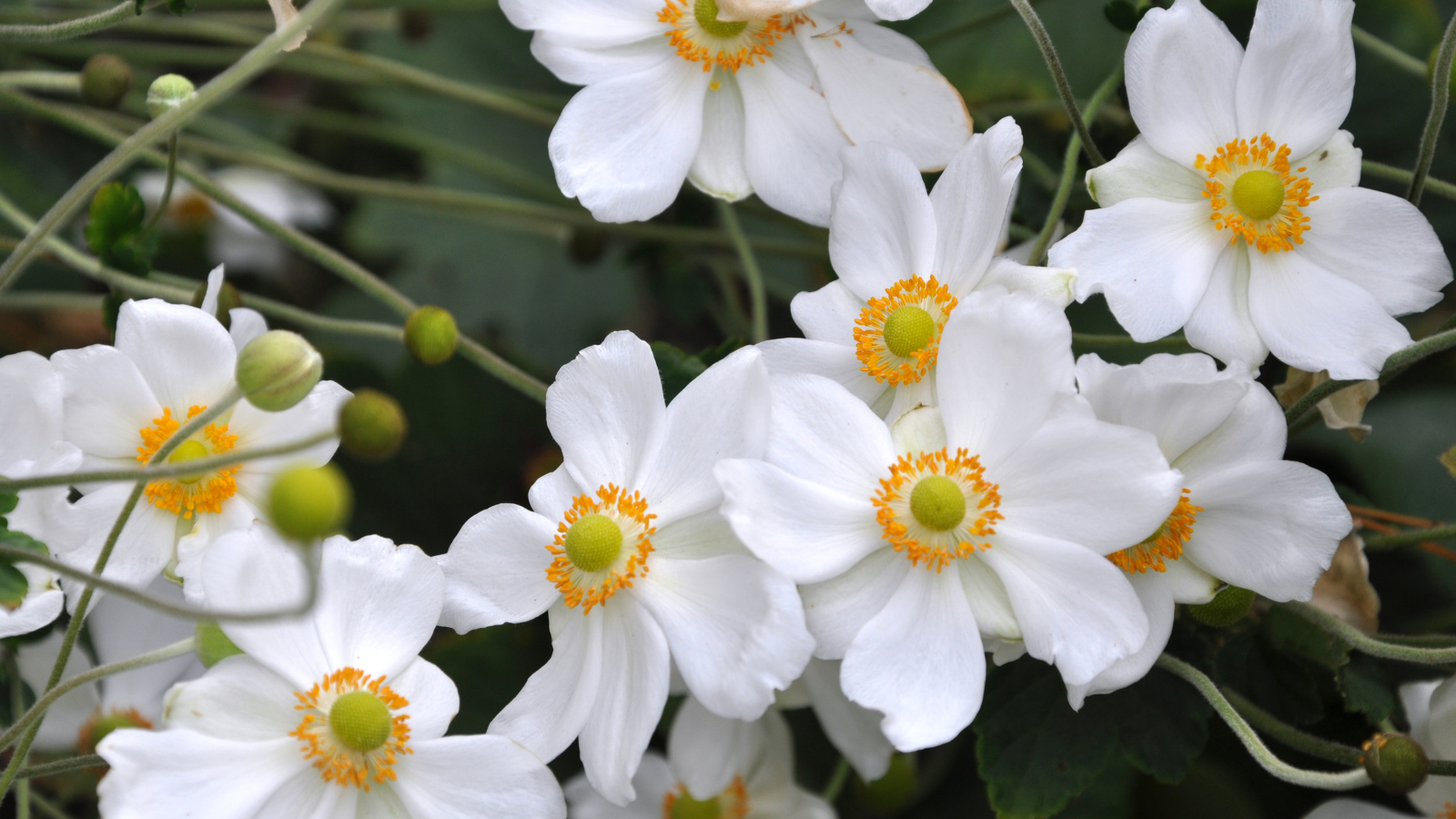 Нежные белые цветы анемоны вблизи