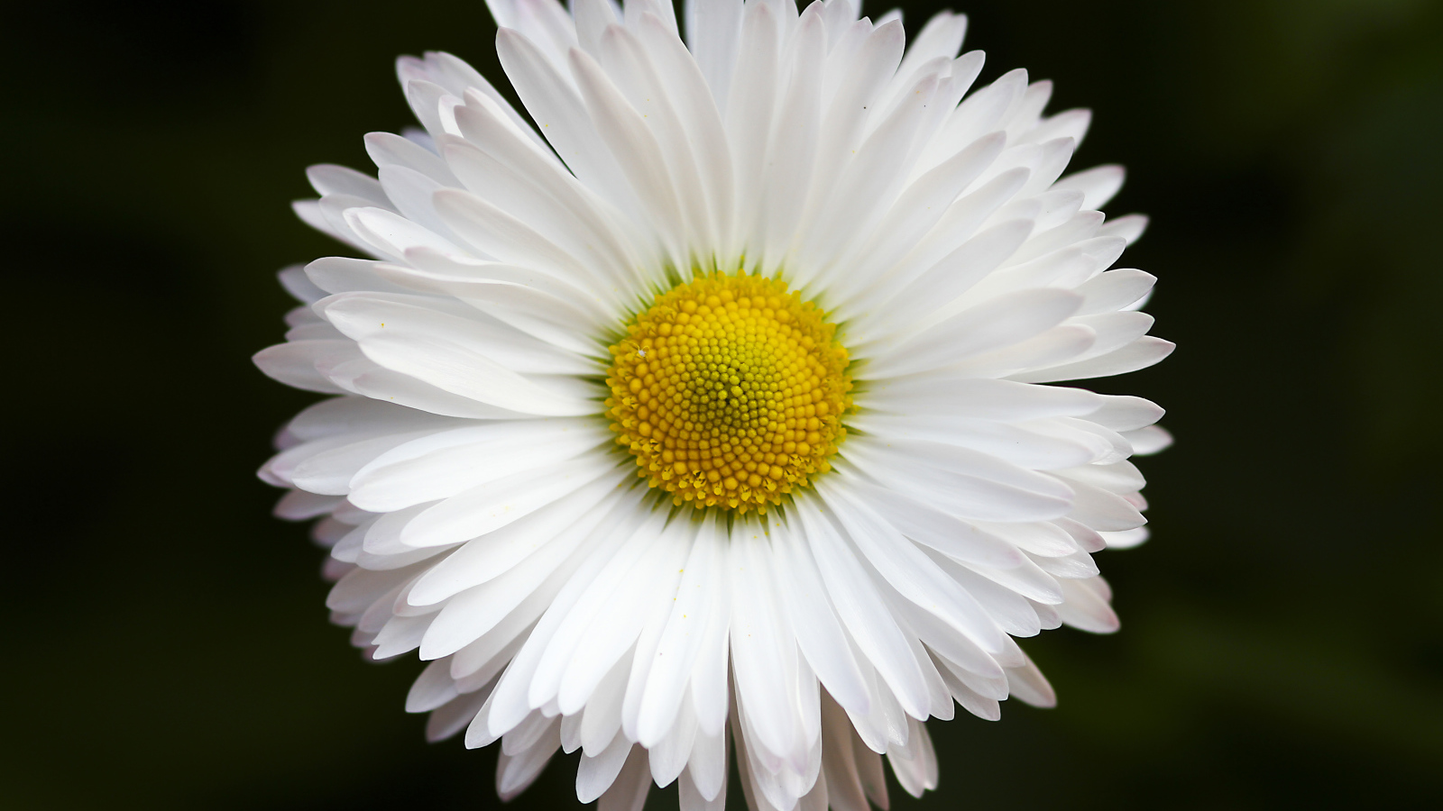 Нежная белая ромашка крупным планом на черном фоне 