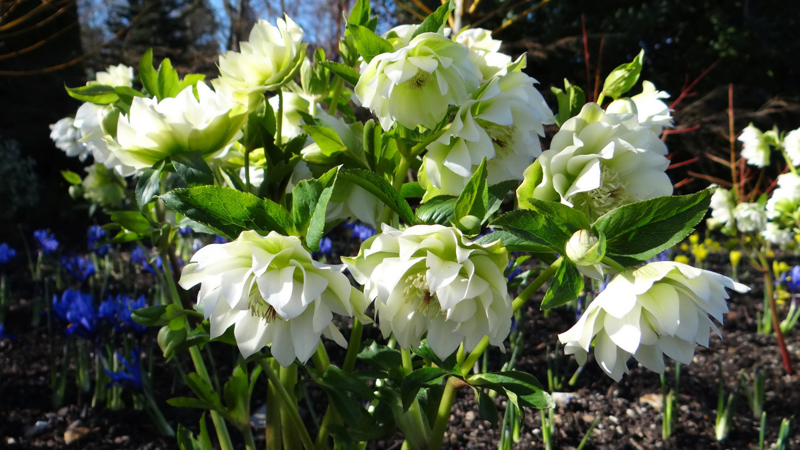 Нежный белый цветок морозник крупным планом