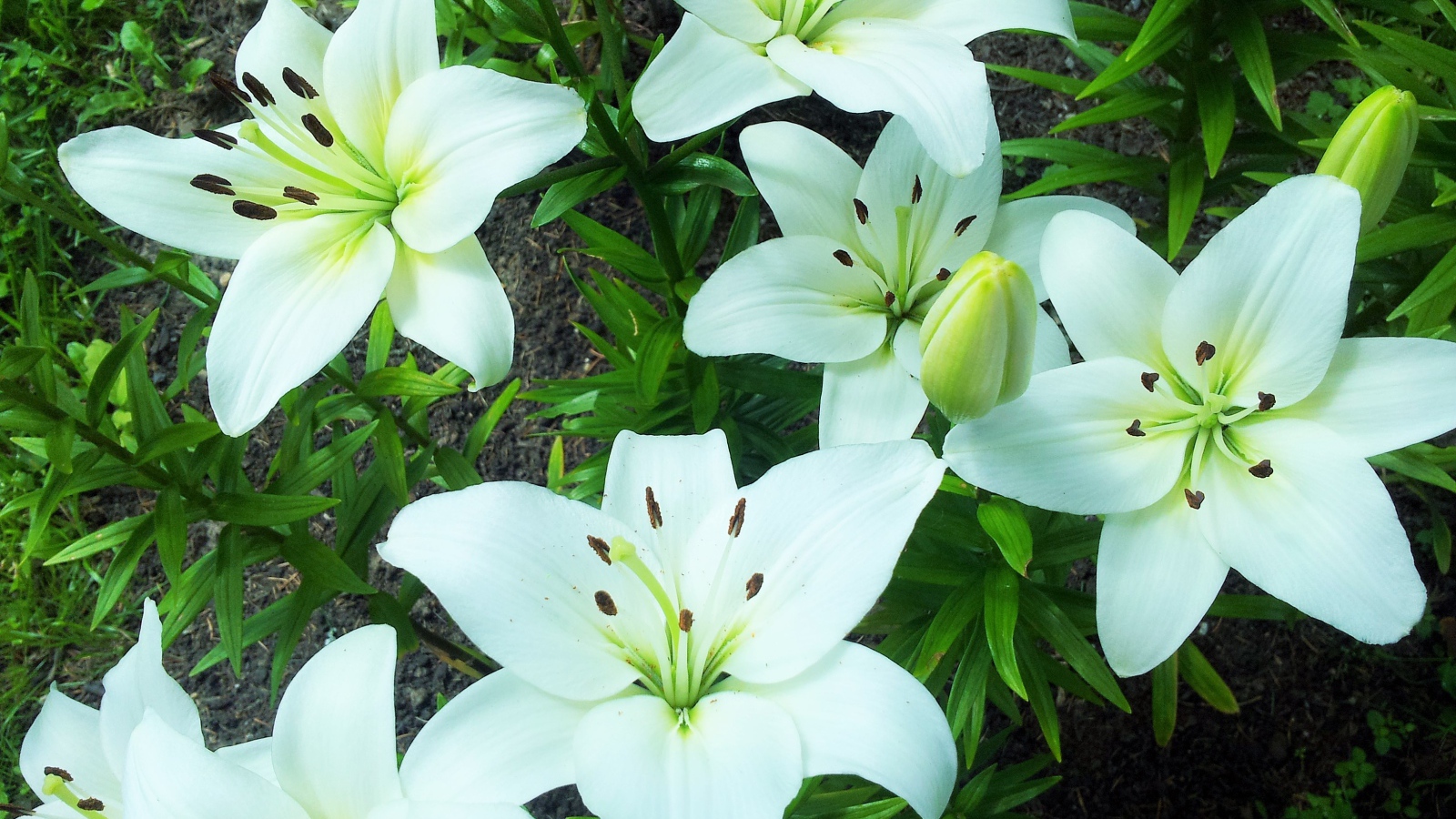 Нежные белые лилии на клумбе крупным планом