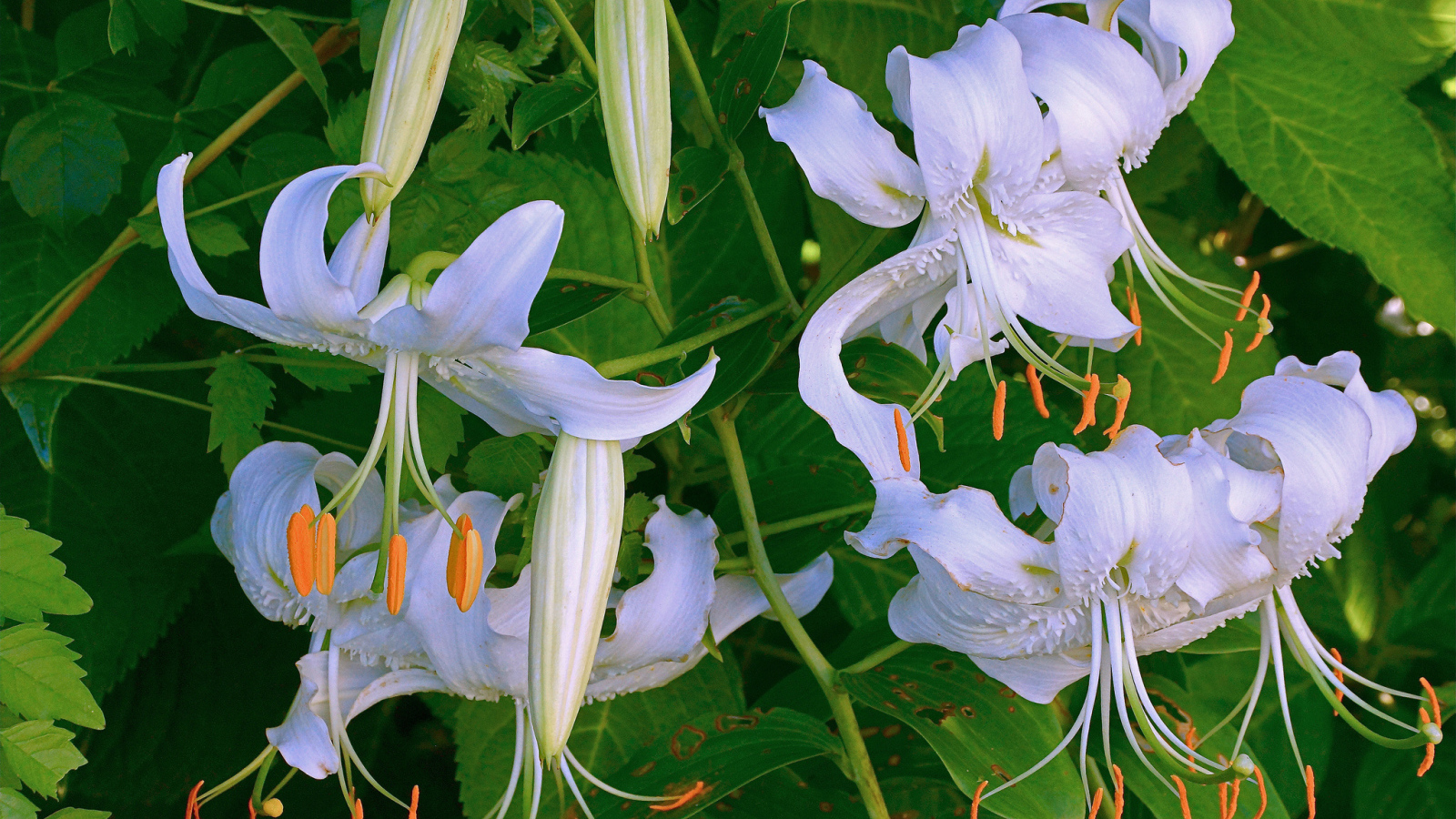 Нежные белые цветы лилии крупным планом