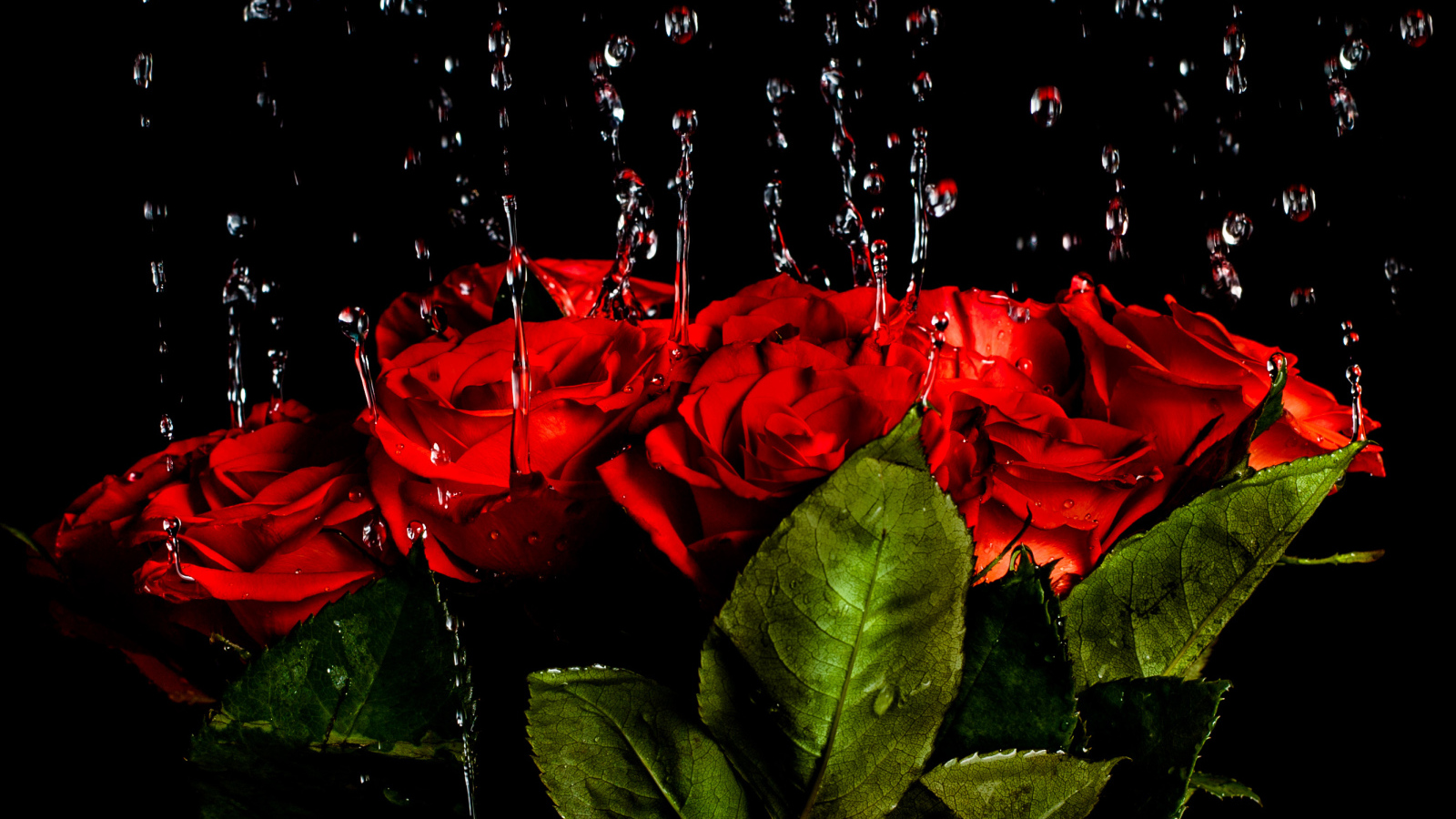 Капли воды стекают на красные розы на черном фоне