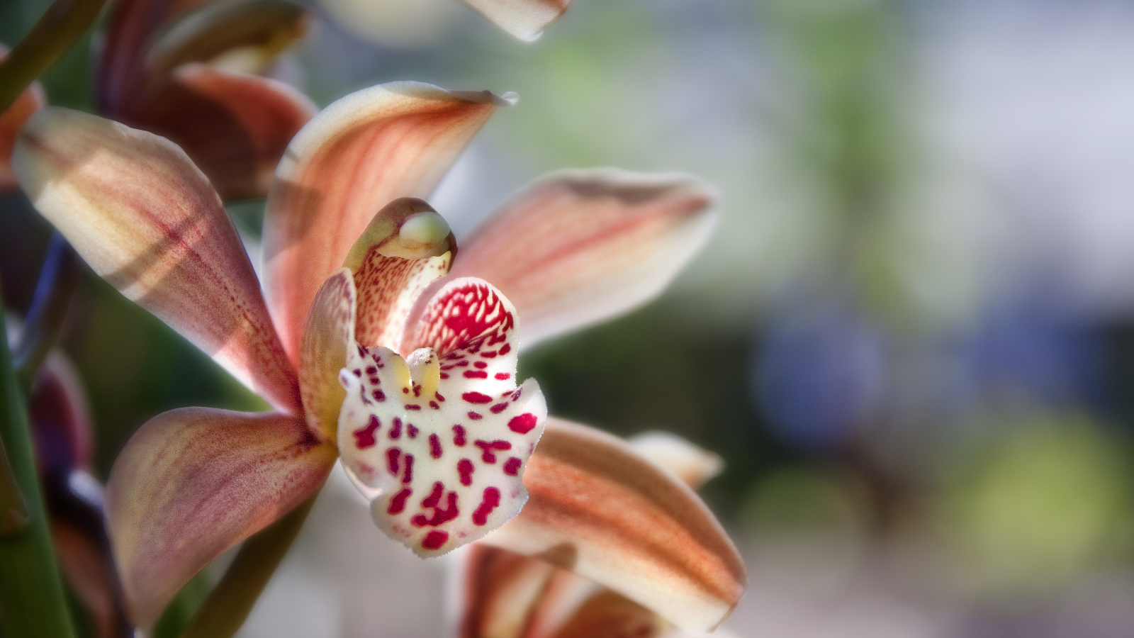 Экзотическая розовая орхидея крупным планом