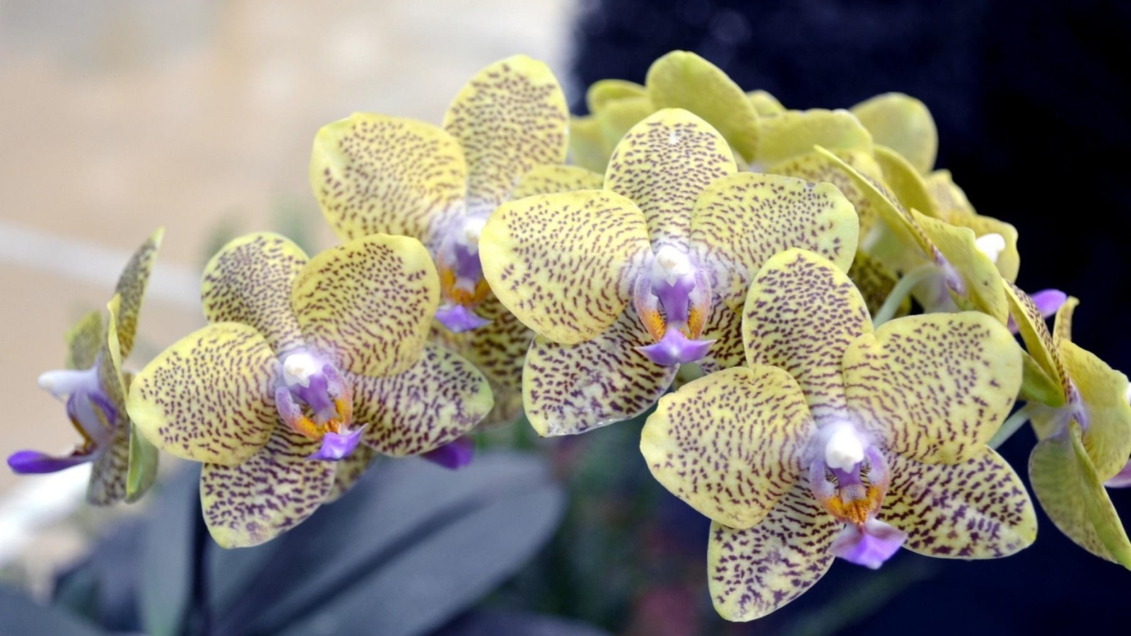 Экзотическая пятнистая ветка орхидеи