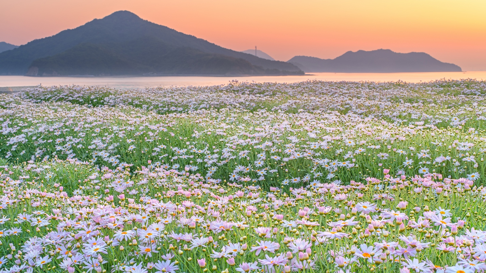 Поле ромашек на фоне гор 