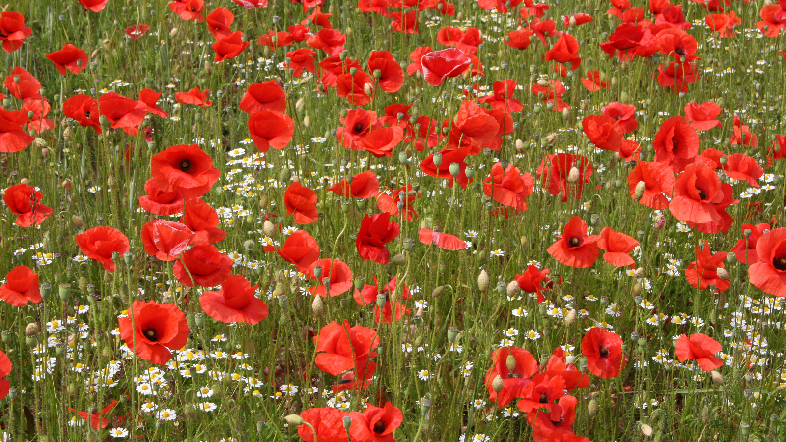 Поле красных маков с белыми ромашками