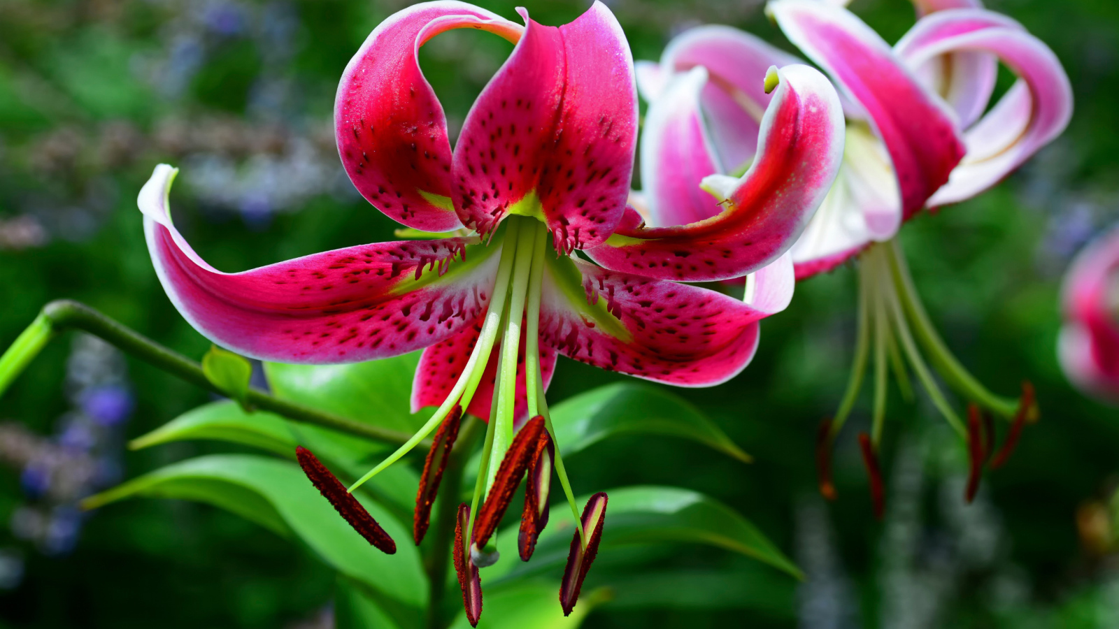 Цветок розовой лилии крупным планом 