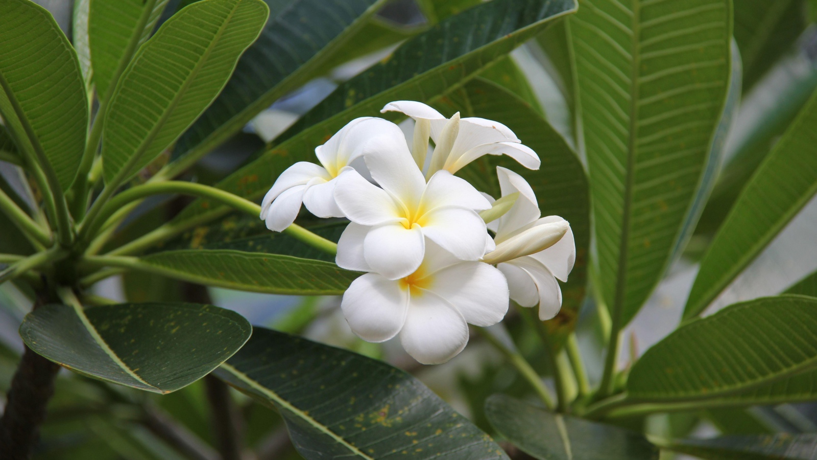 Цветение красивых нежных белых цветов плюмерия