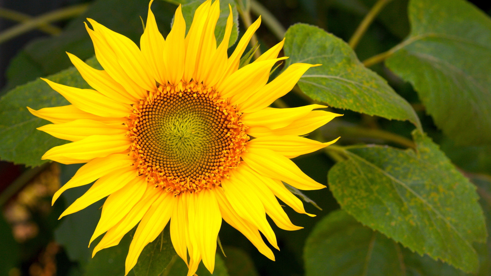 Цветущий желтый подсолнух 