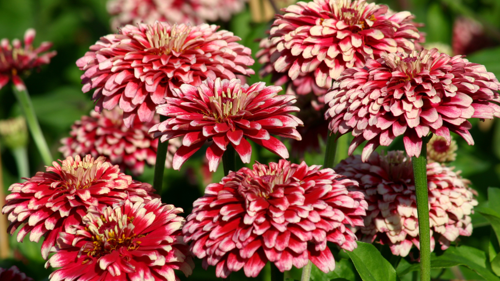 Садовые цветы циния крупным планом