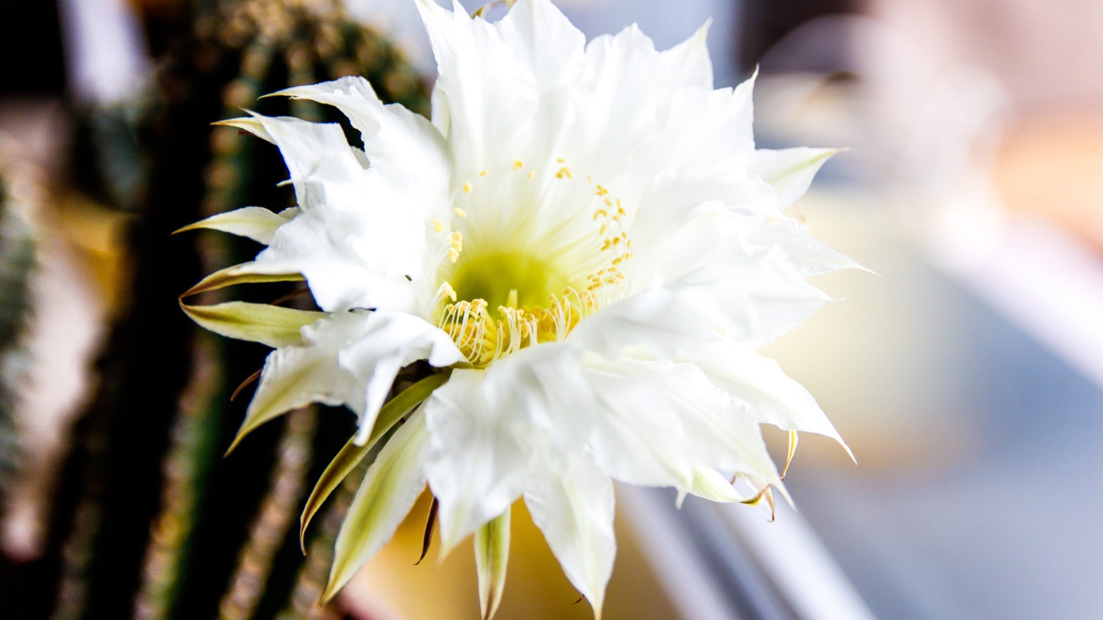 Зеленый колючий кактус с белым цветком 