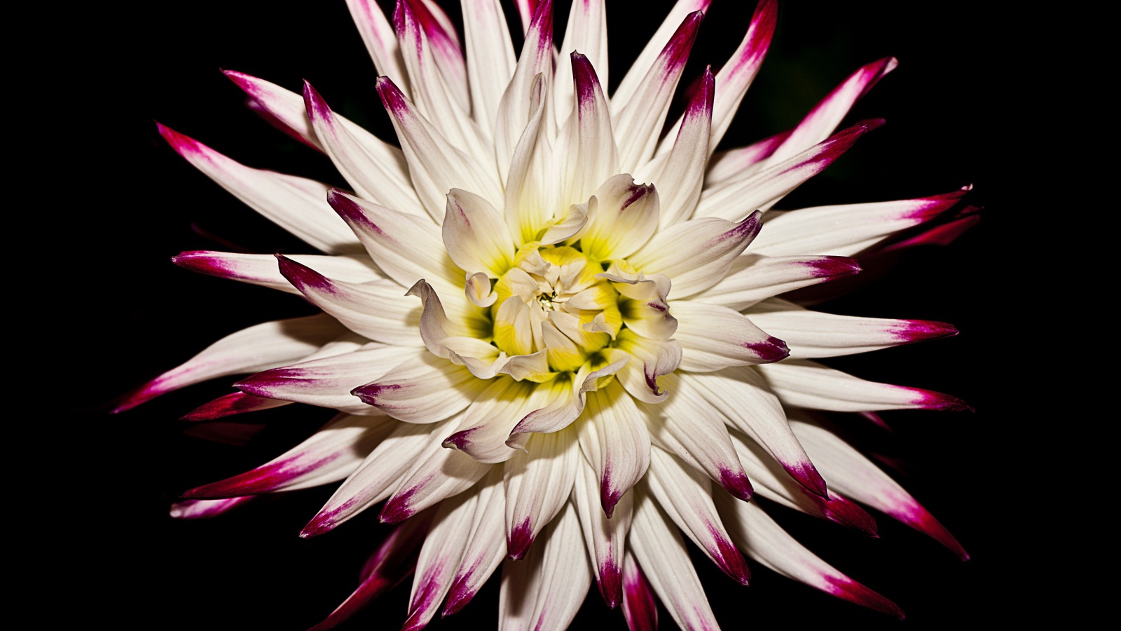 Крупная белая георгина  на черном фоне 