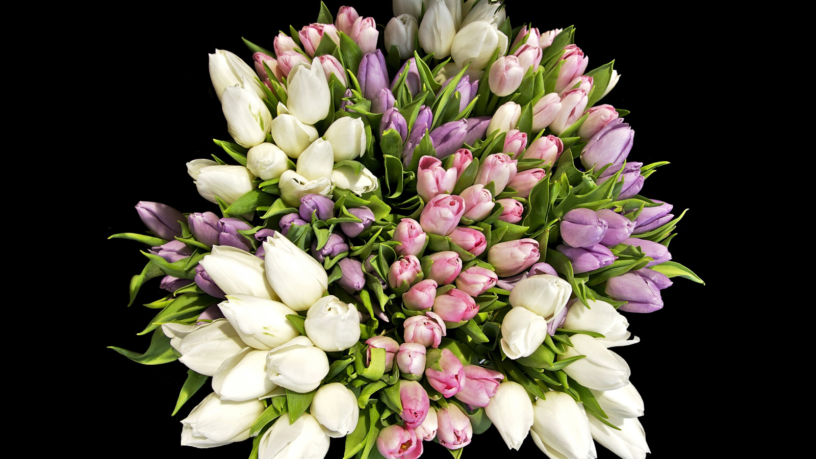Большой красивый букет разноцветных тюльпанов на черном фоне