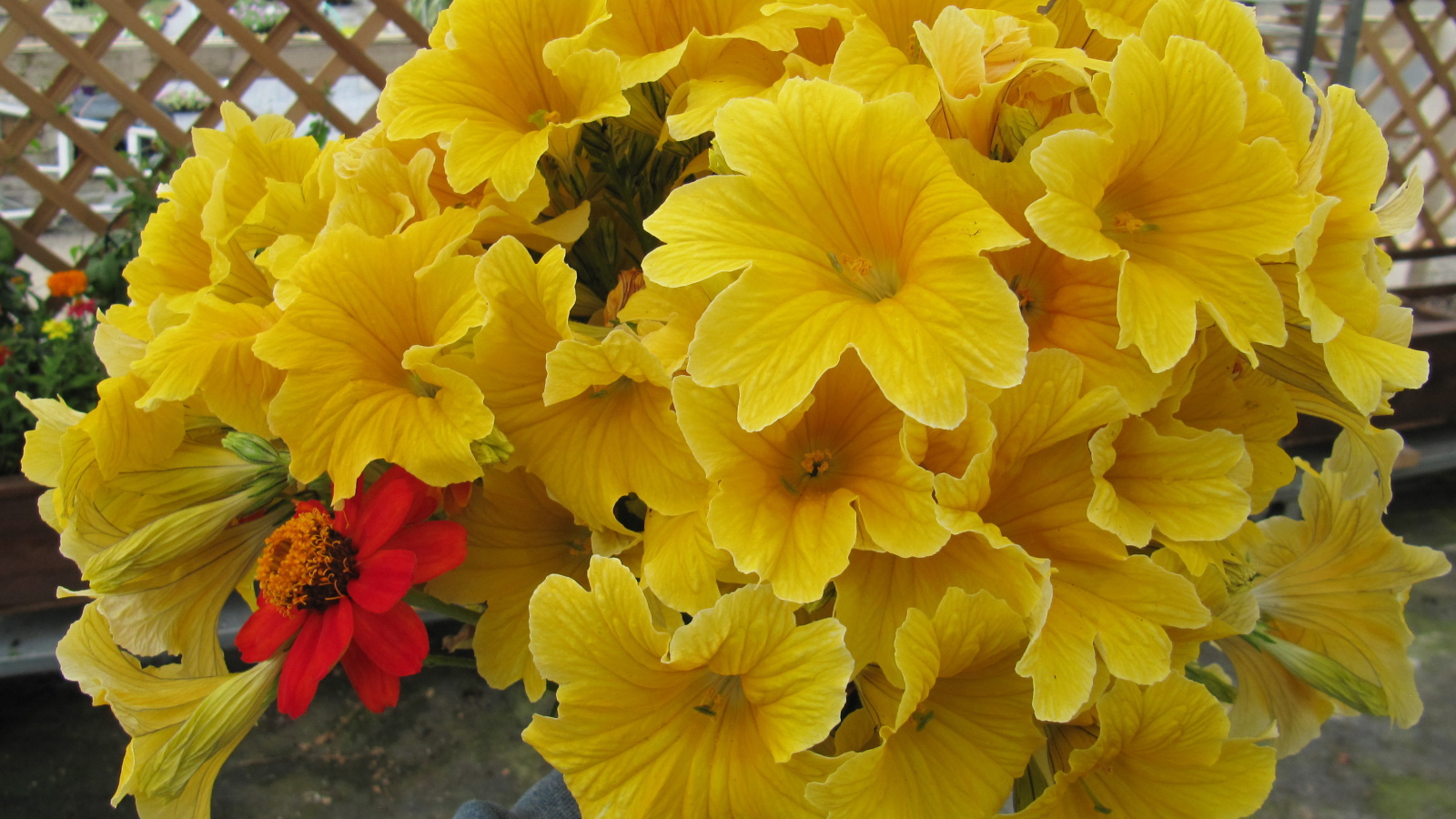 Большой букет цветов сальпиглоссис крупным планом