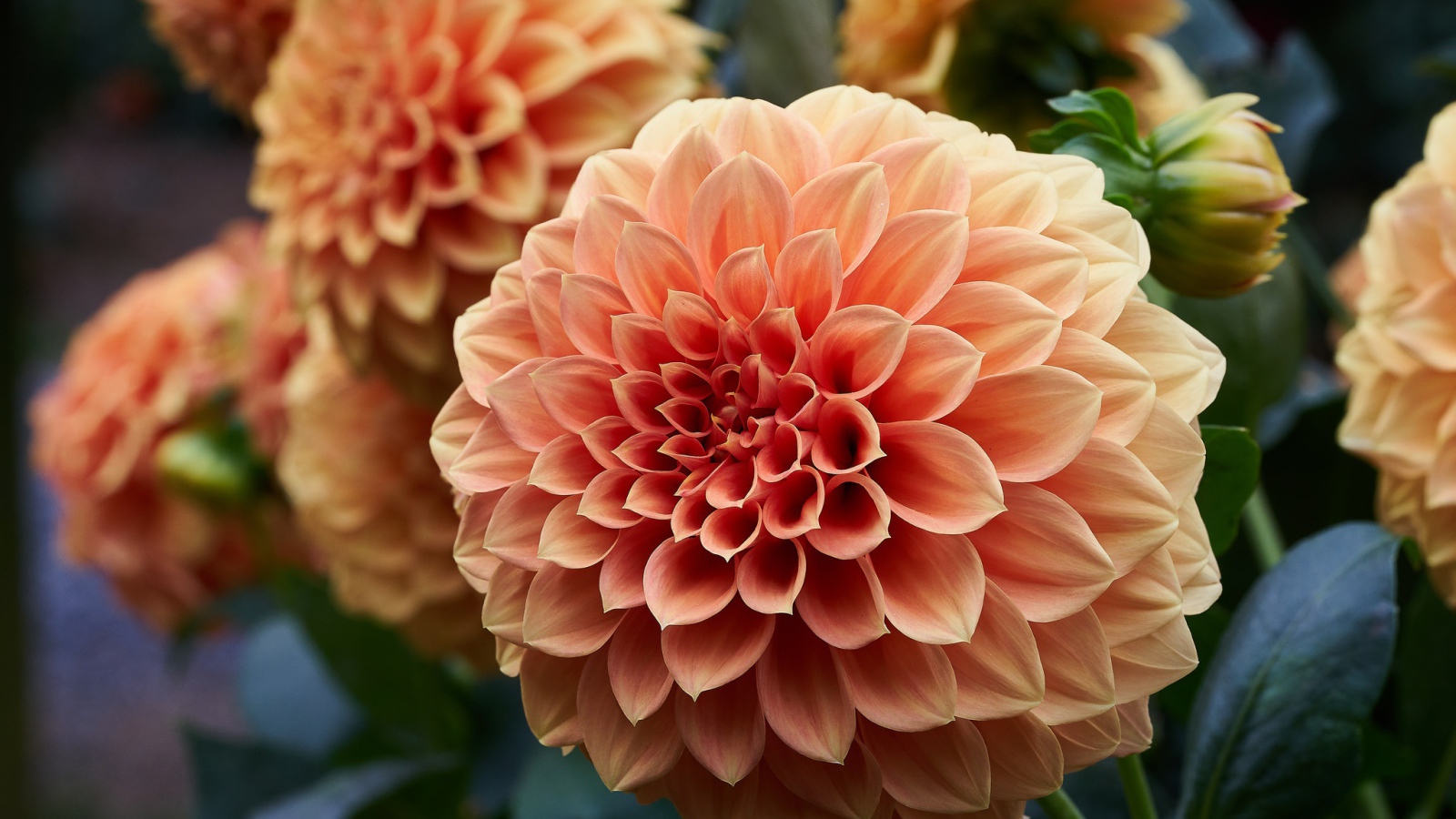 Крупный цветок георгин кремового цвета 