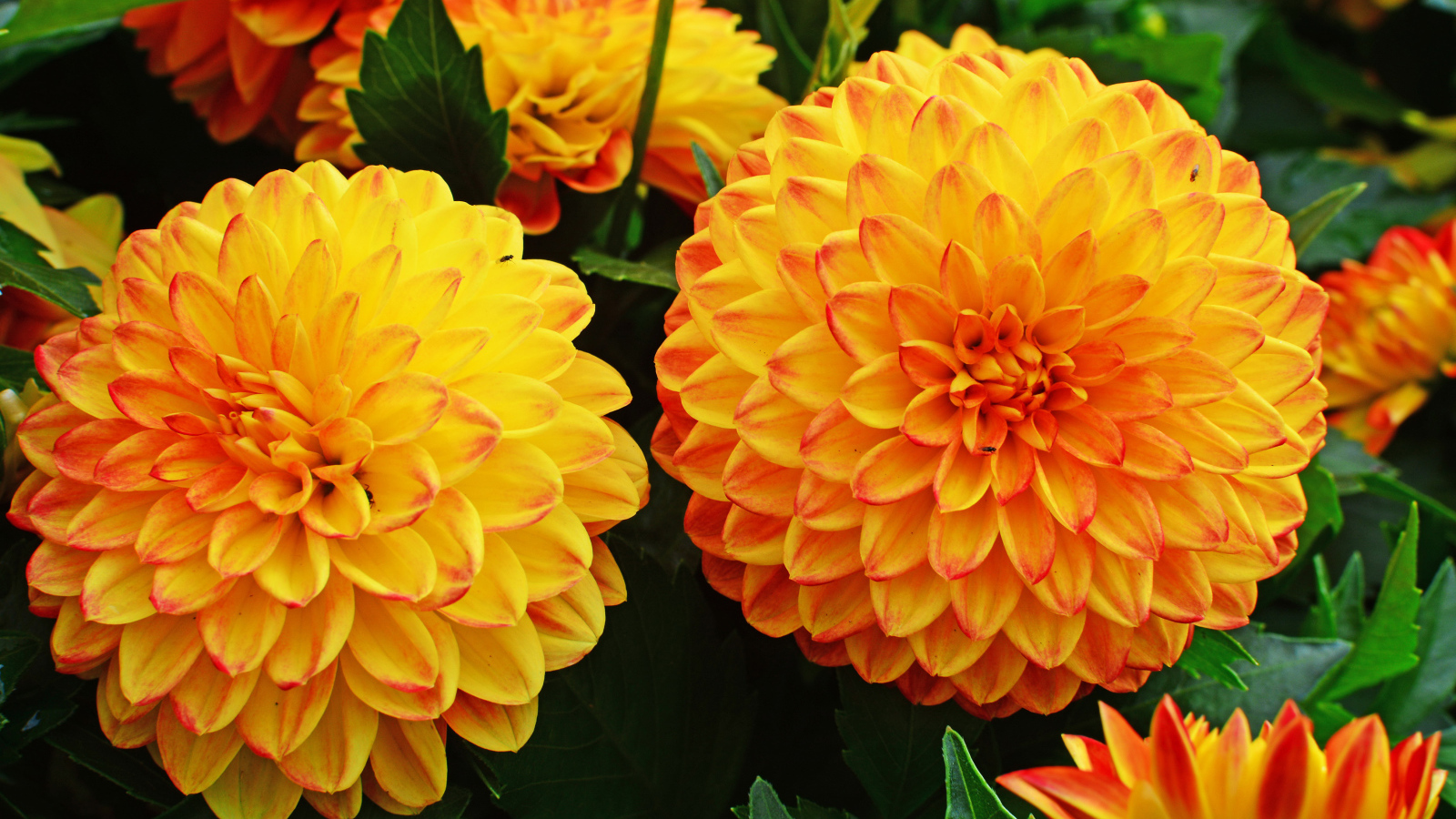 Крупные оранжевые георгины 