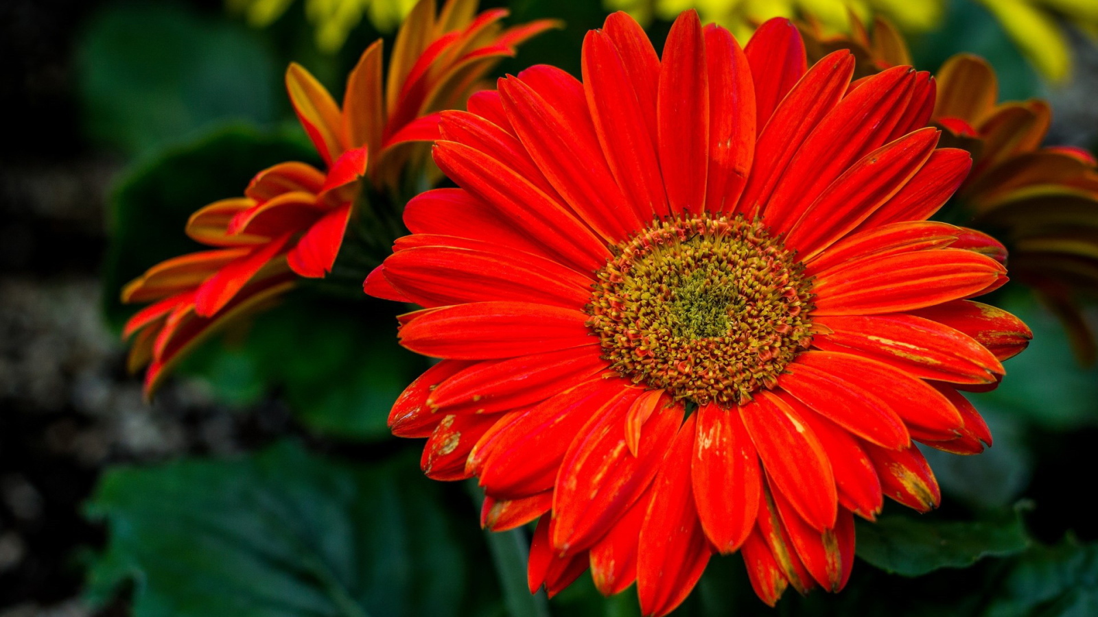 Крупный оранжевый цветок гербера 