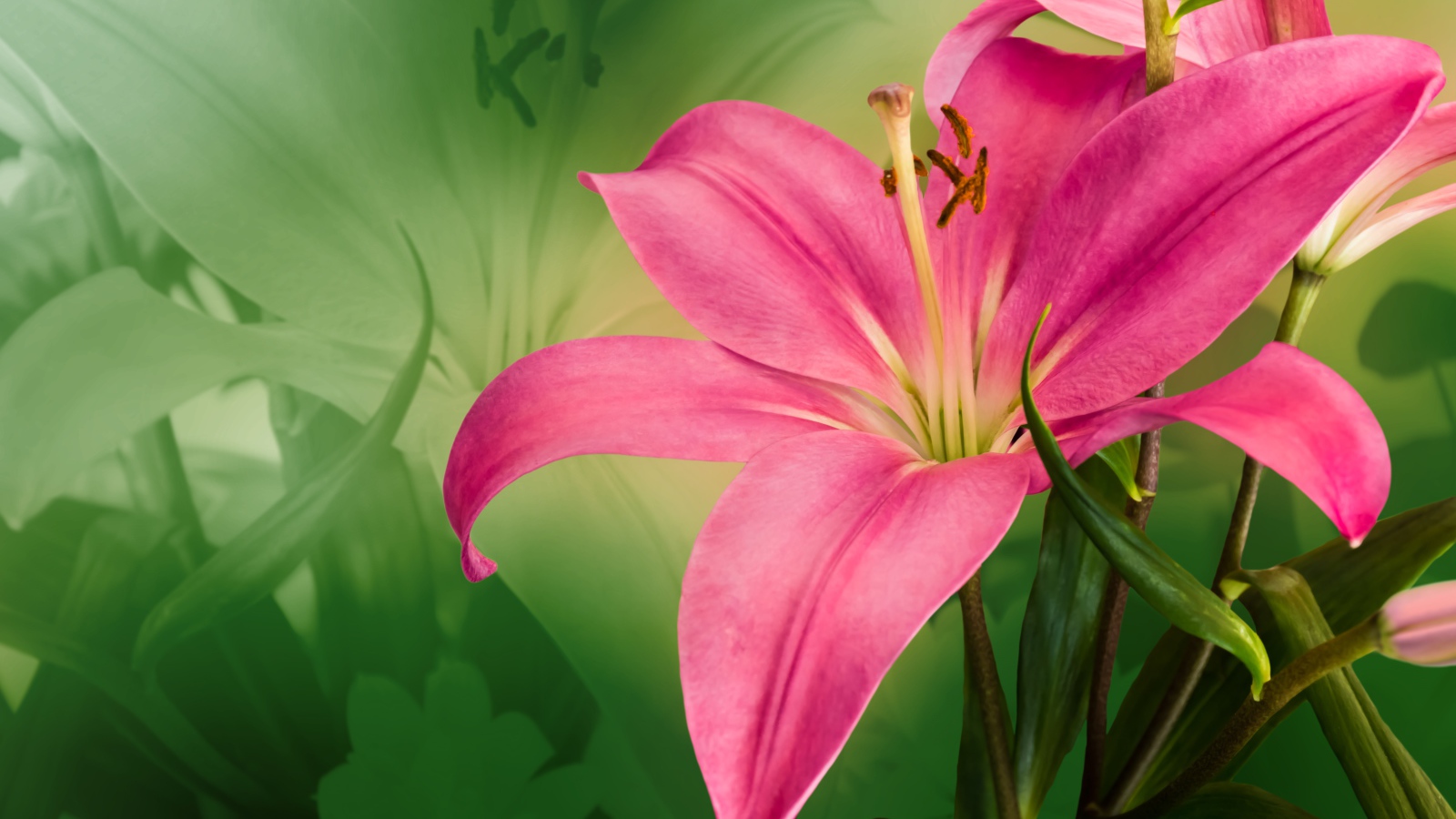 Большая розовая лилия крупным планом