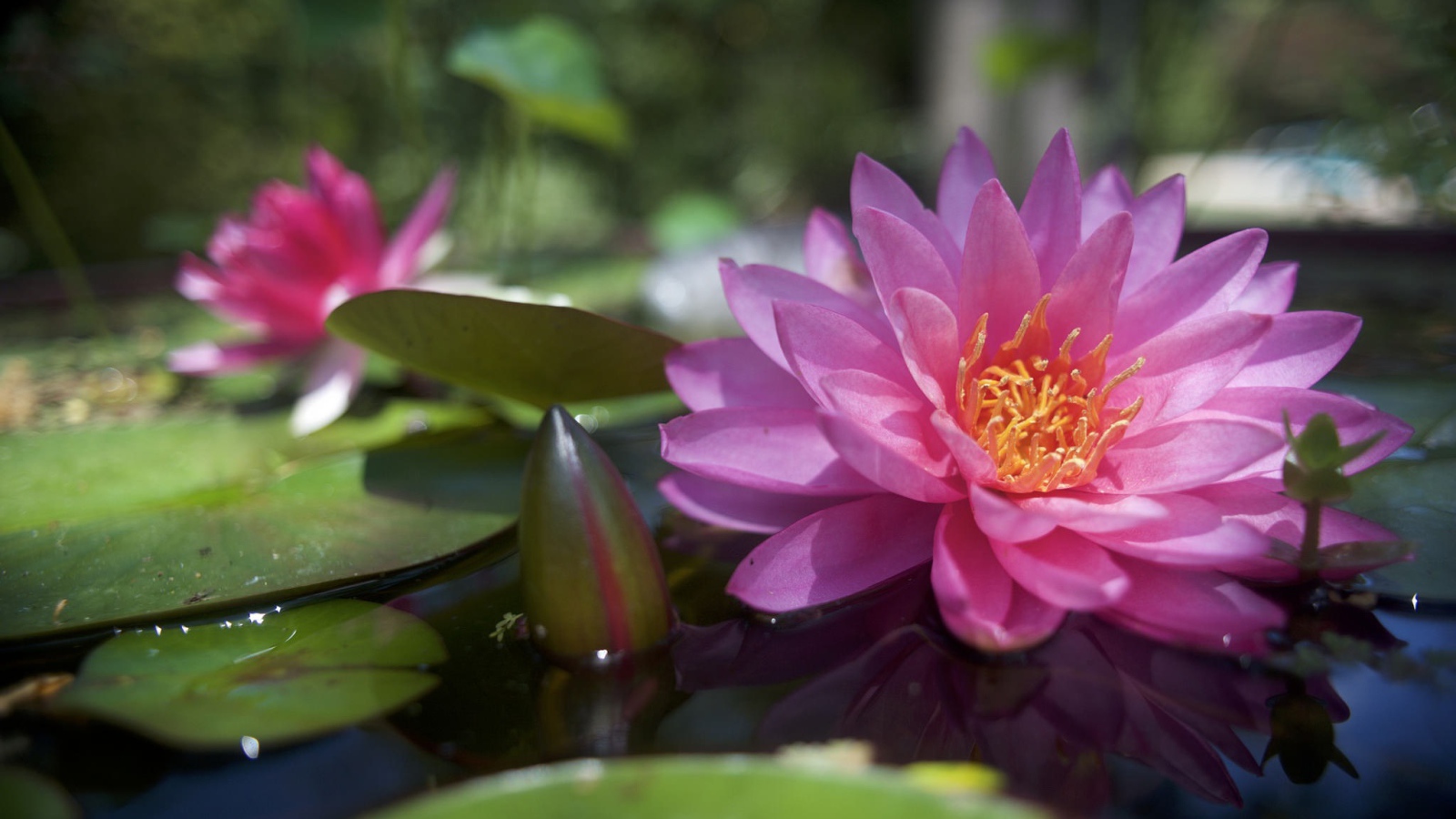 Большая розовая кувшинка с бутонами в воде