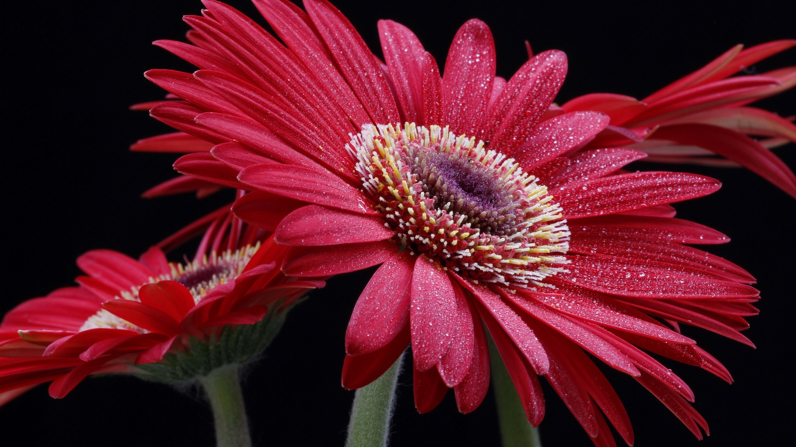 Крупная красная гербера с капельками воды на лепестках