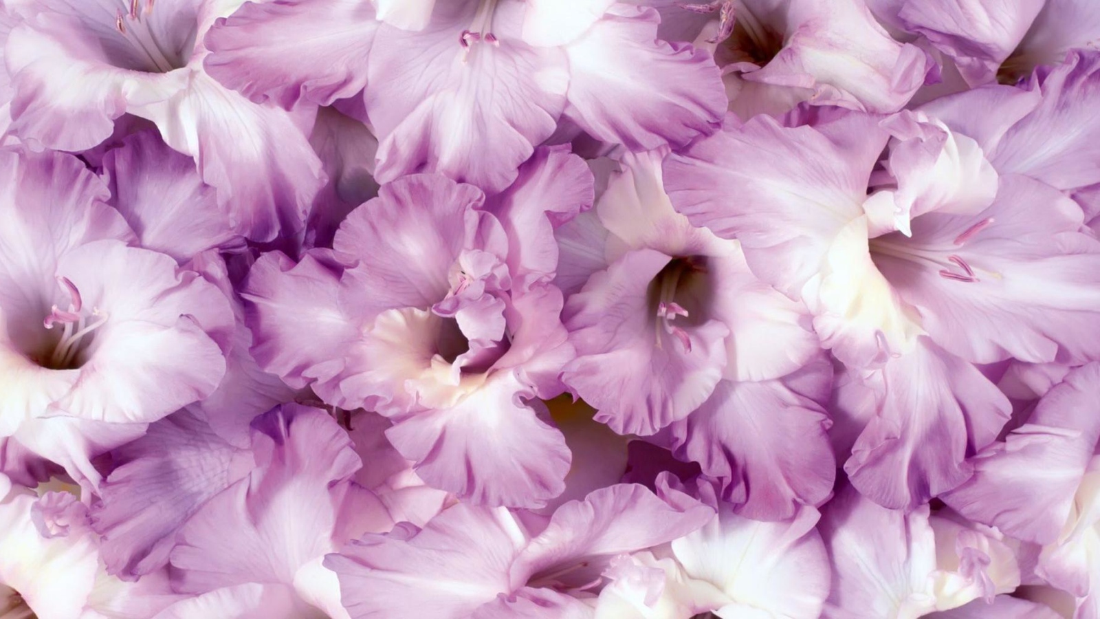 Сиреневые цветы гладиолусы крупным планом 