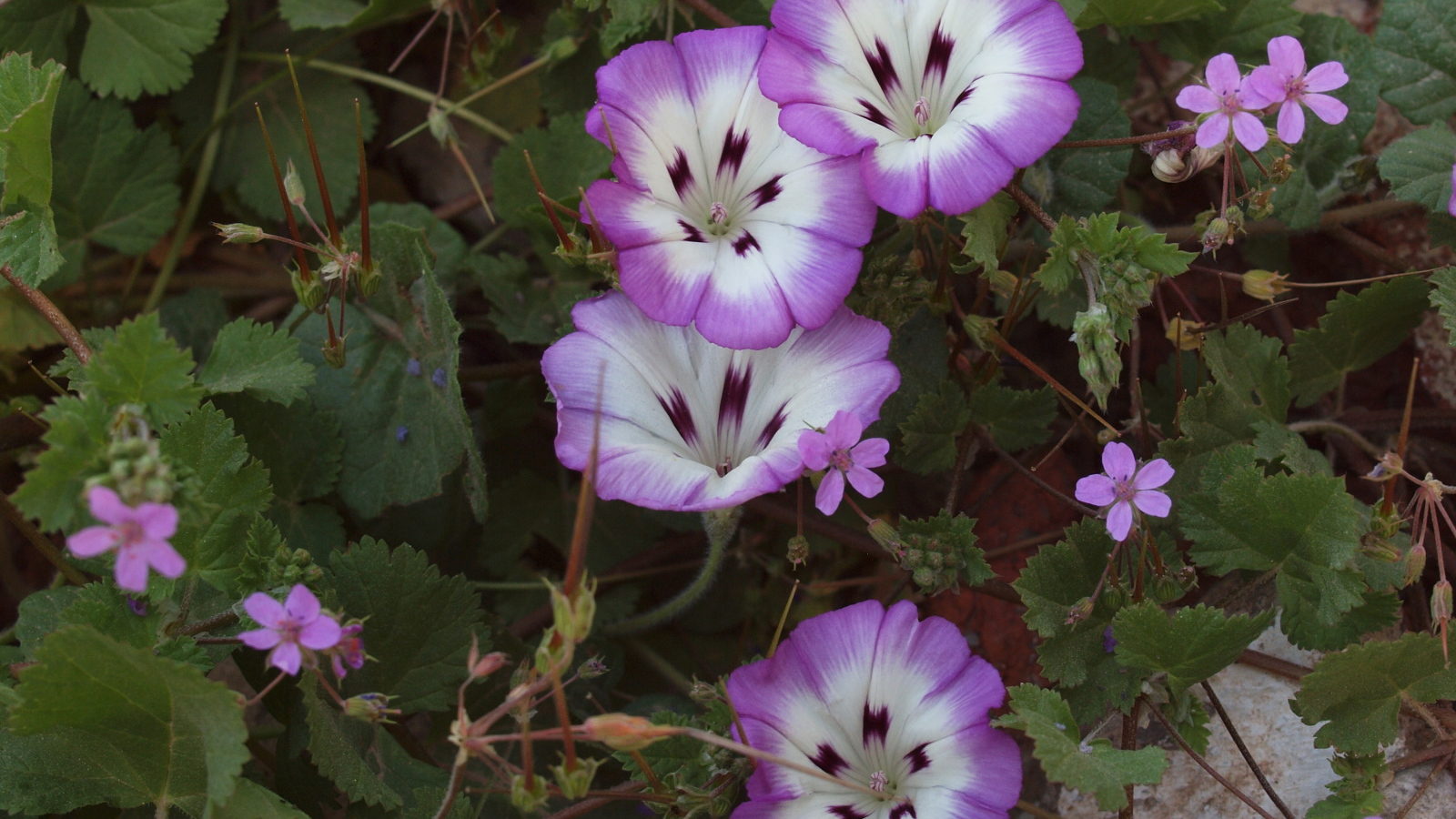 Сиреневые цветы вьюнки на клумбе