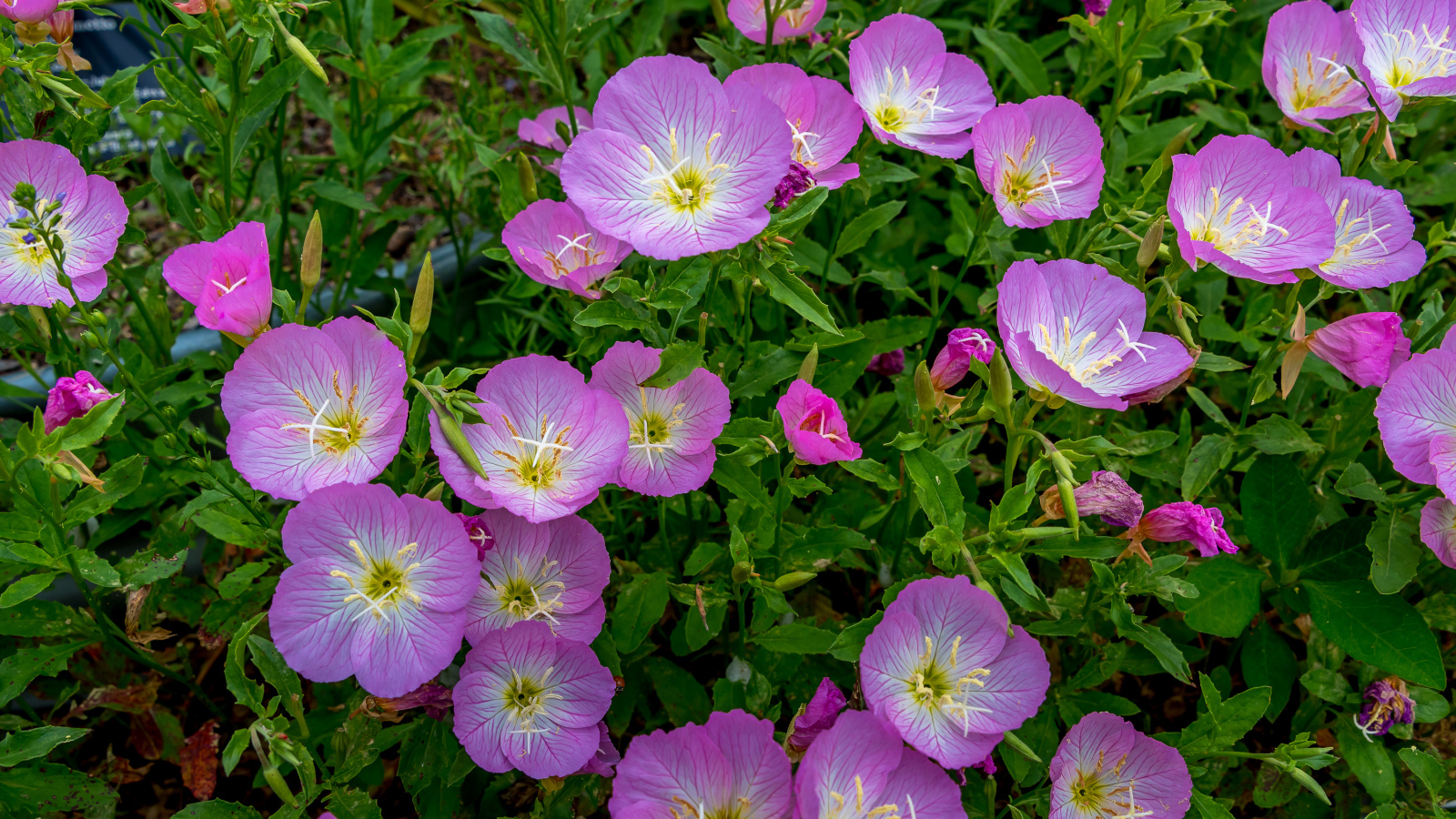 Сиреневые летние цветы крупным планом 