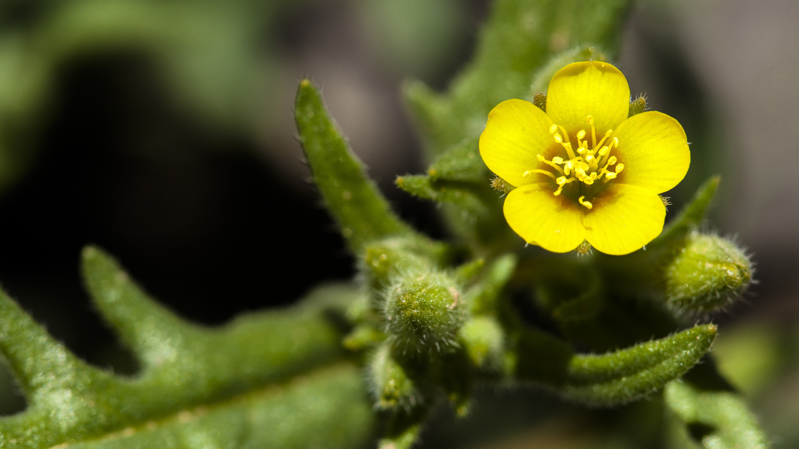 Маленький желтый цветок Mentzelia micrantha крупным планом