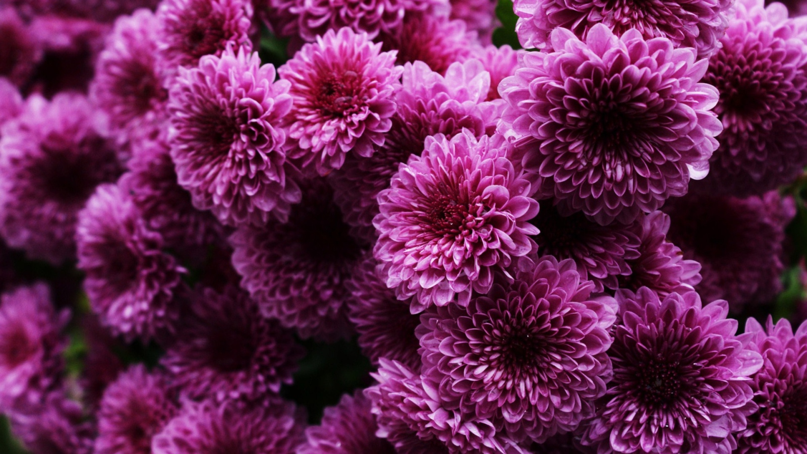 Пышные сиреневые хризантемы 