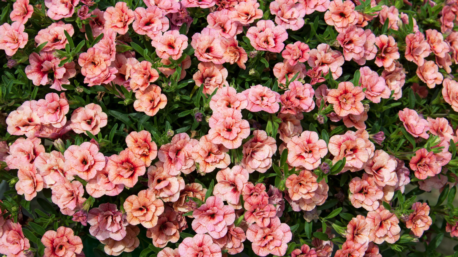 Много розовых цветов калибрахоа