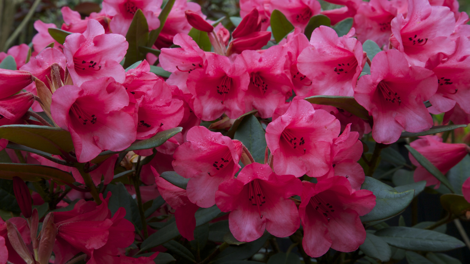 Много розовых цветов рододендрона крупным планом