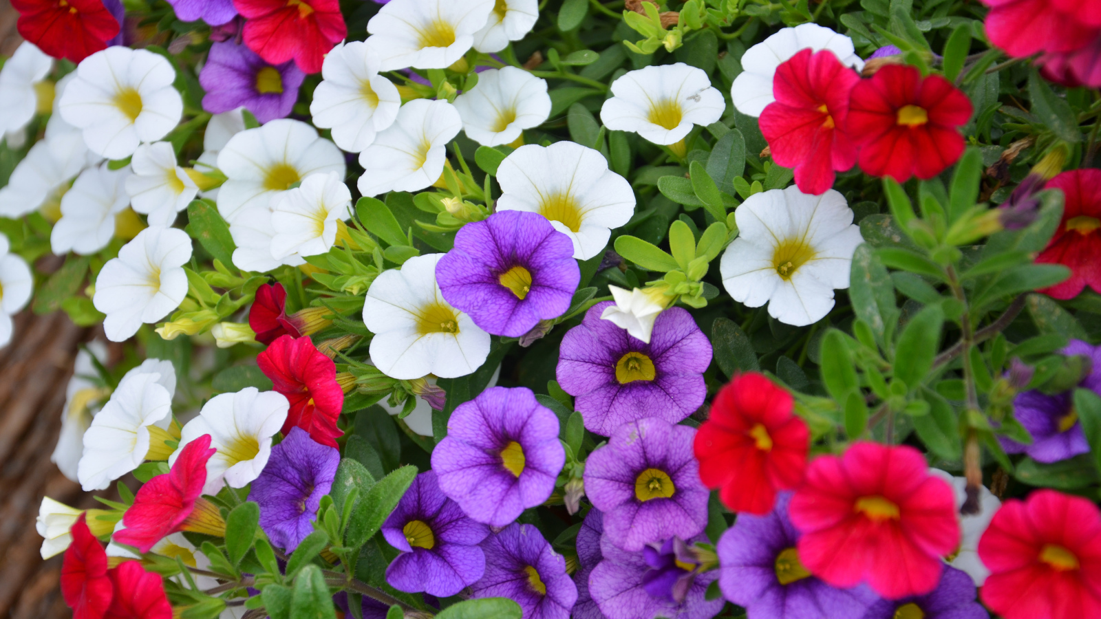 Разноцветные цветы Калибрахоа на клумбе