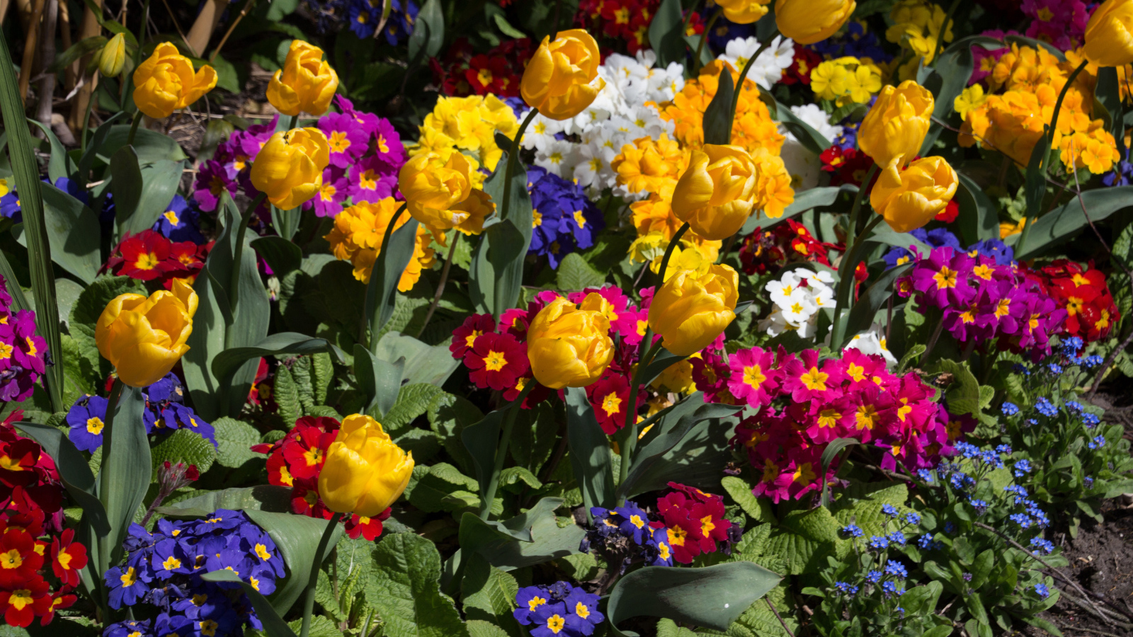 Разноцветные цветы примула и тюльпаны на клумбе