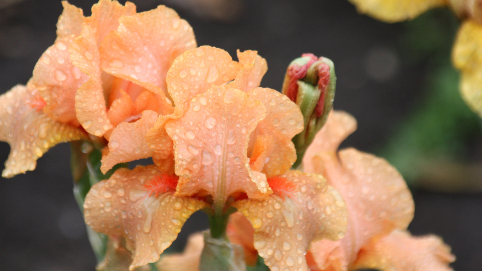 Оранжевые ирисы в каплях росы крупным планом