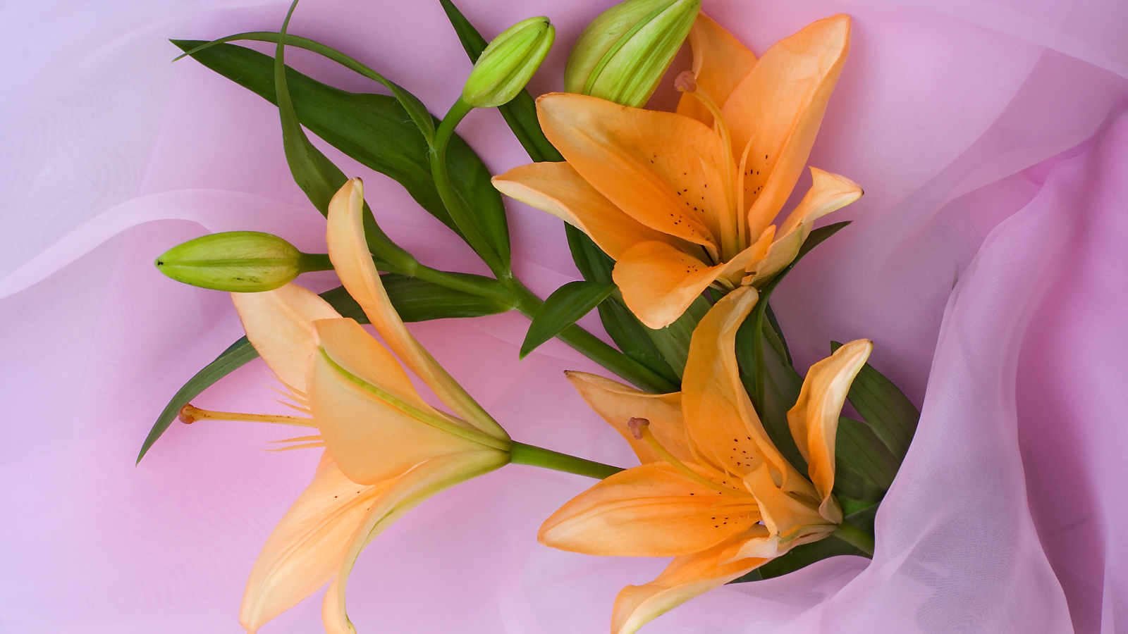 Оранжевые лилии с бутонами на розовом фоне