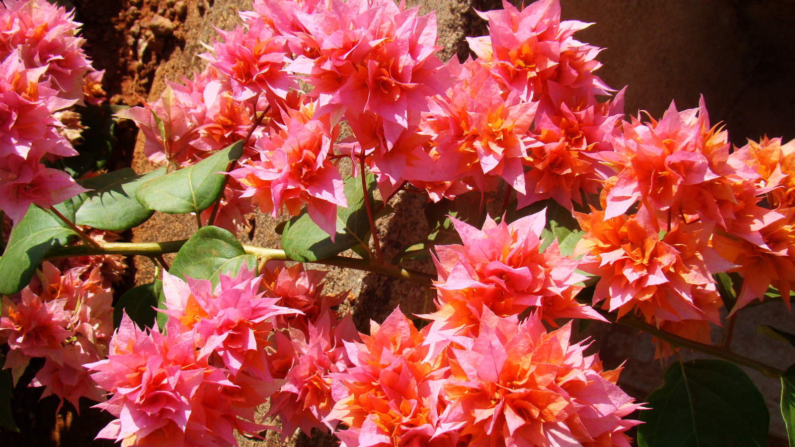 Розовые цветы бугенвиллия крупным планом