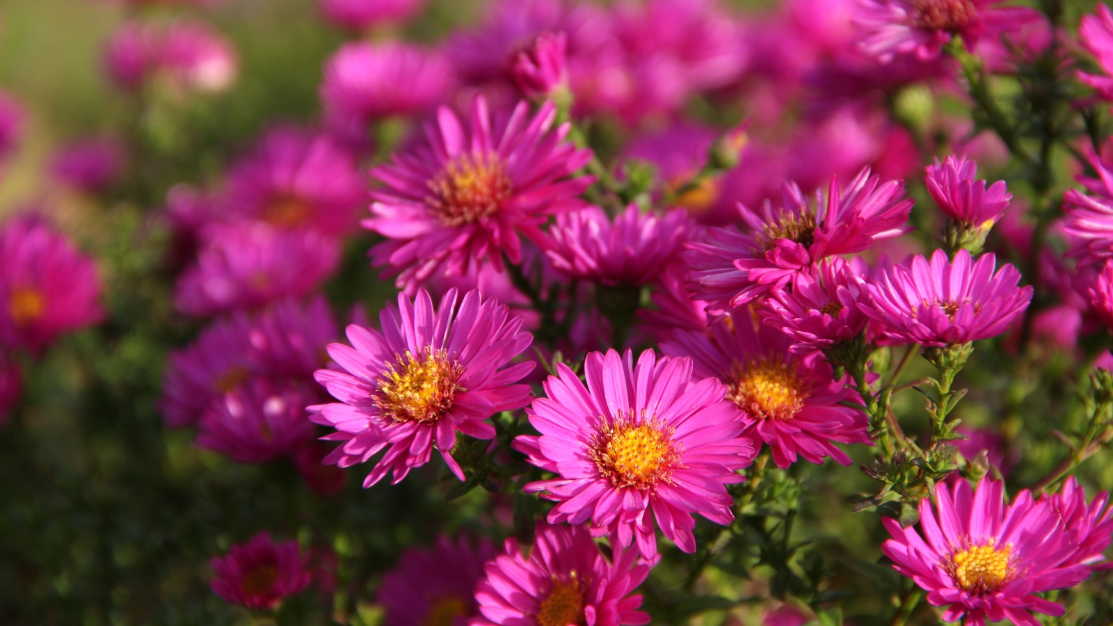 Розовые осенние цветы астры