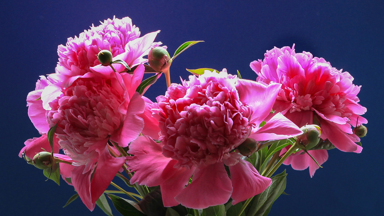 Розовые красивые пионы на голубом фоне