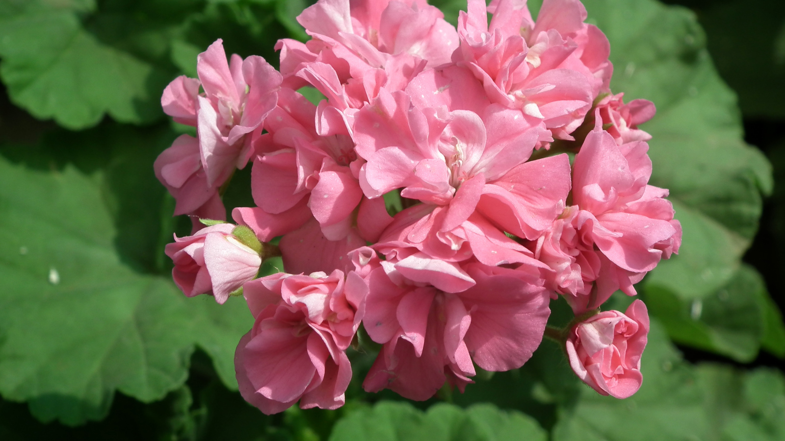 Розовый цветущий цветок герань крупным планом