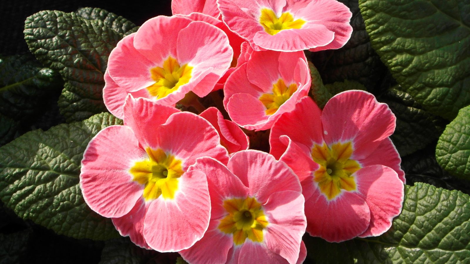 Розовые цветы примула крупным планом