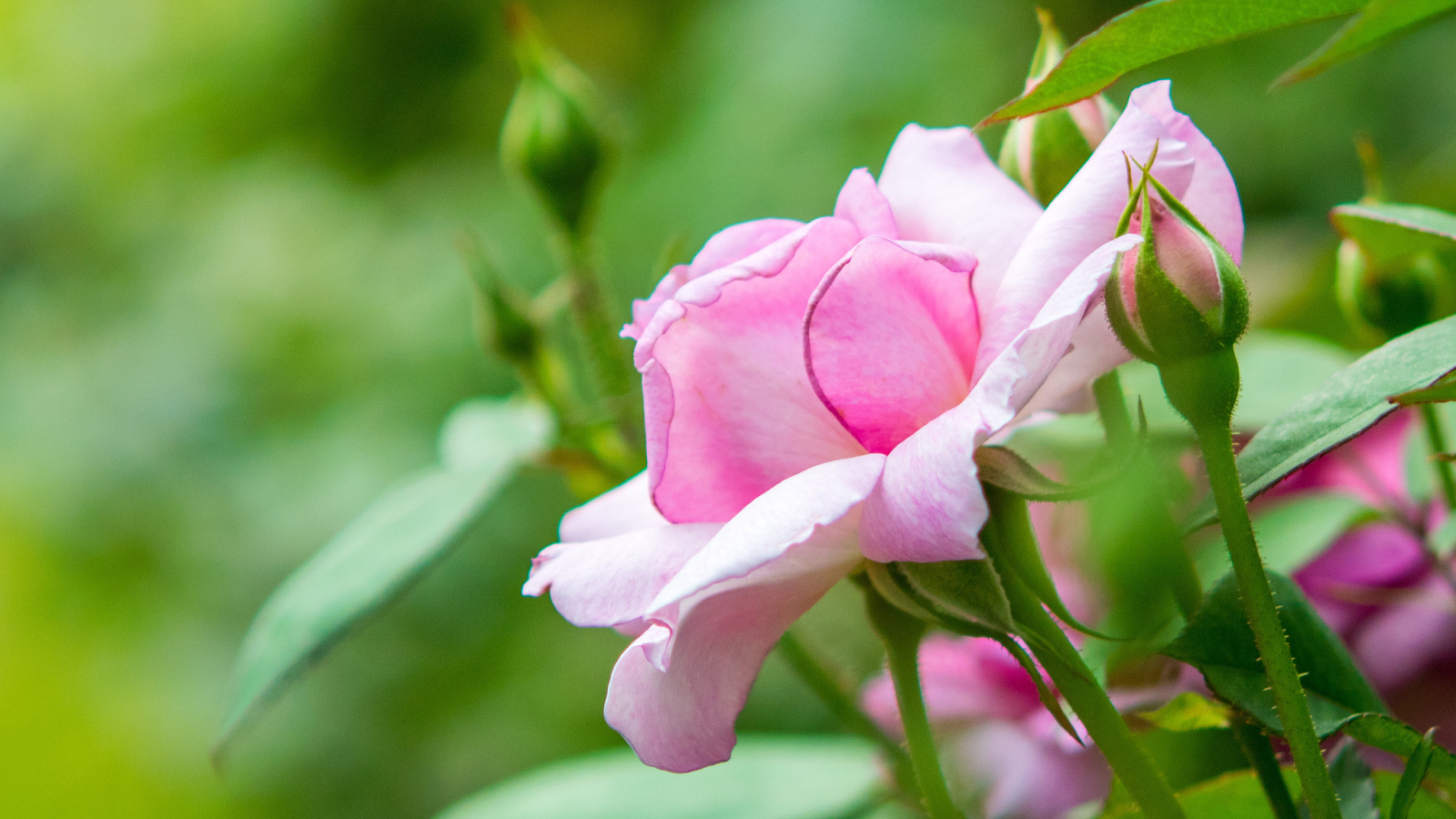 Розовая садовая роза с бутонами 
