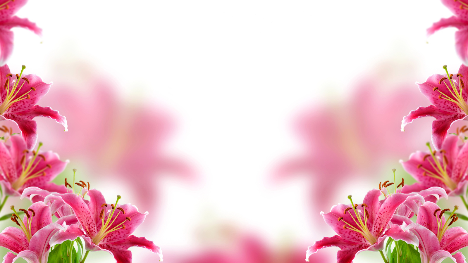 Розовые нежные лилии, фон для открытки