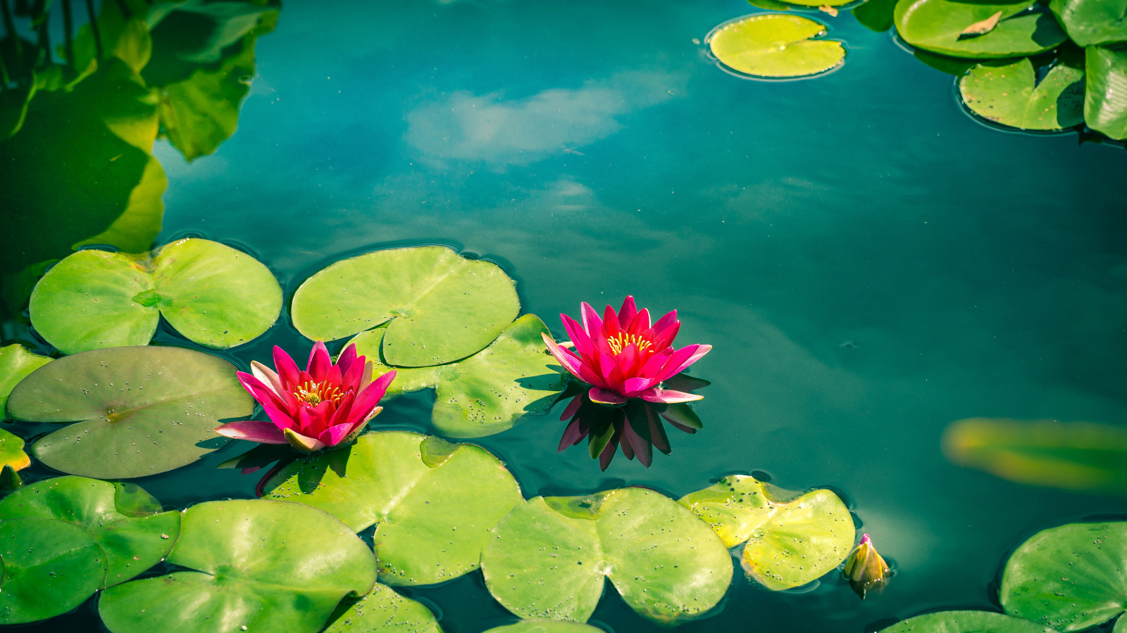 Розовые лотосы в голубой воде 