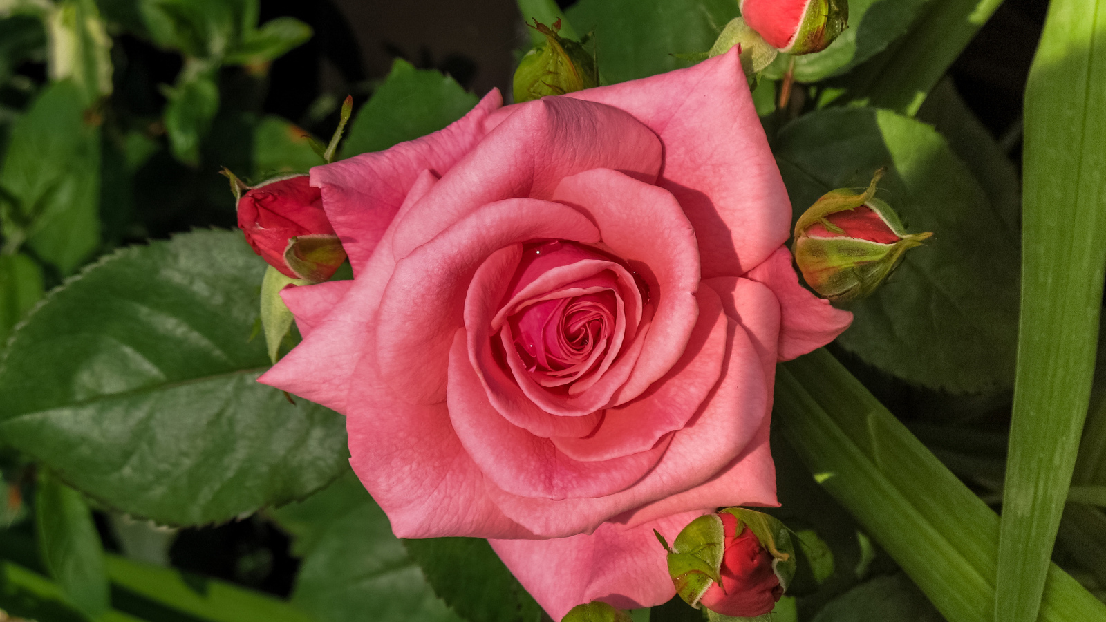 Розовая роза с бутонами на клумбе 