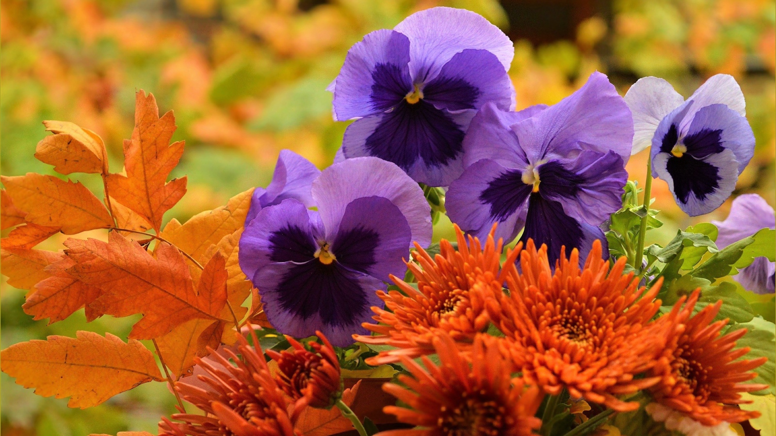Фиолетовые цветы анютины глазки с оранжевыми цветами хризантемы