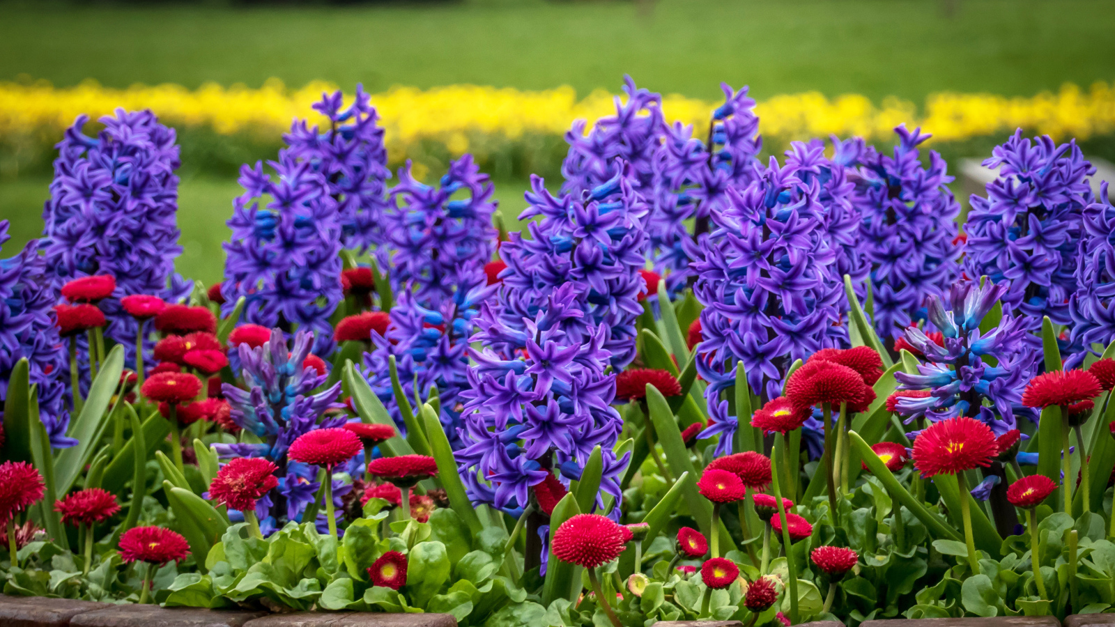 Фиолетовые гиацинты и красные маргаритки на клумбе