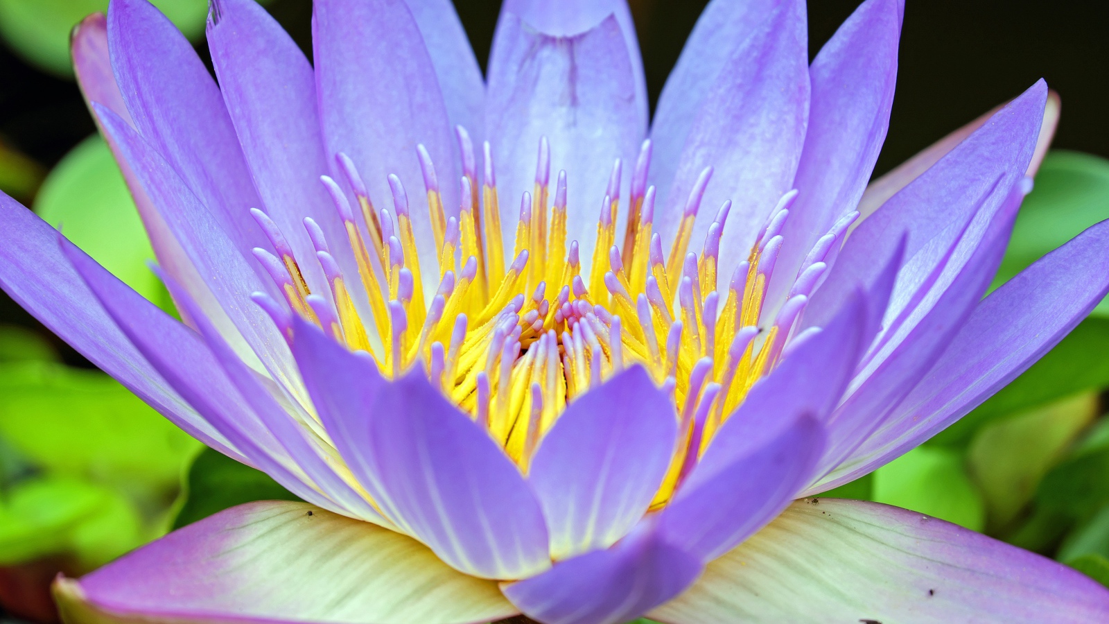 Фиолетовый крупный цветок лотос 