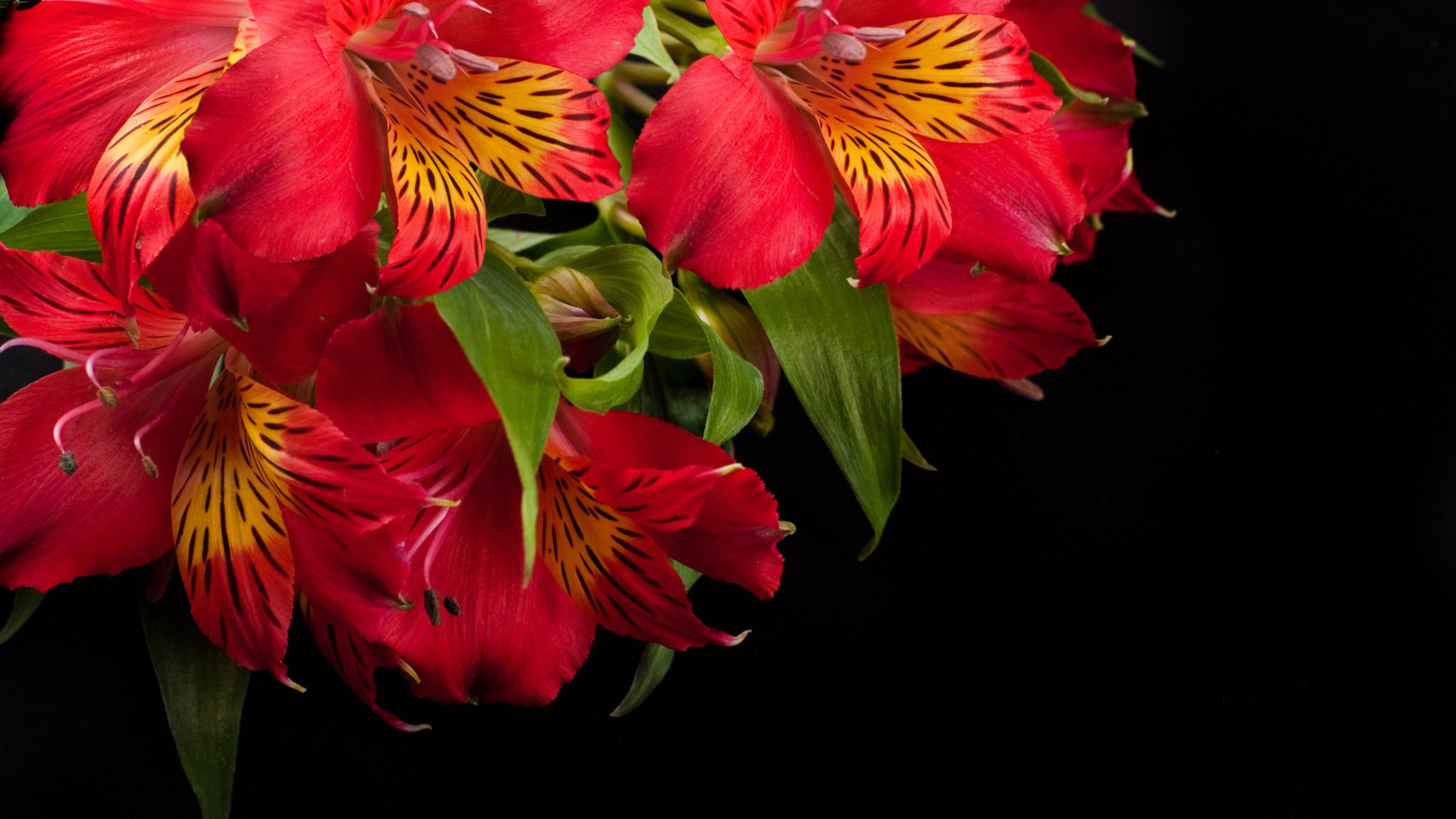 Красные цветы альстрёмерия крупным планом на черном фоне