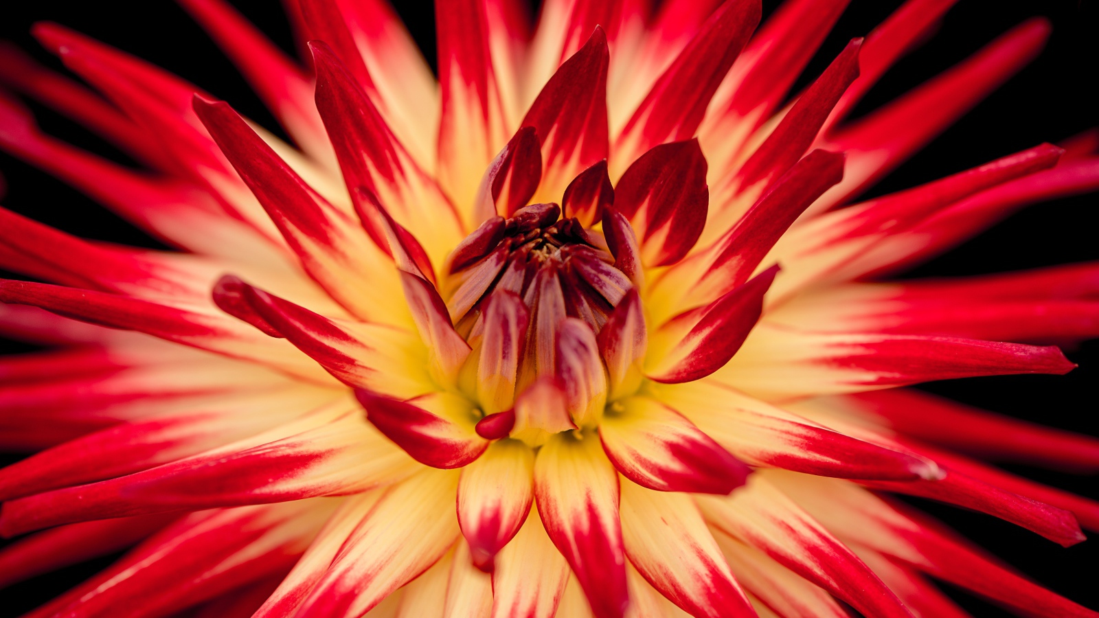 Красный цветок георгин  с острыми лепестками 