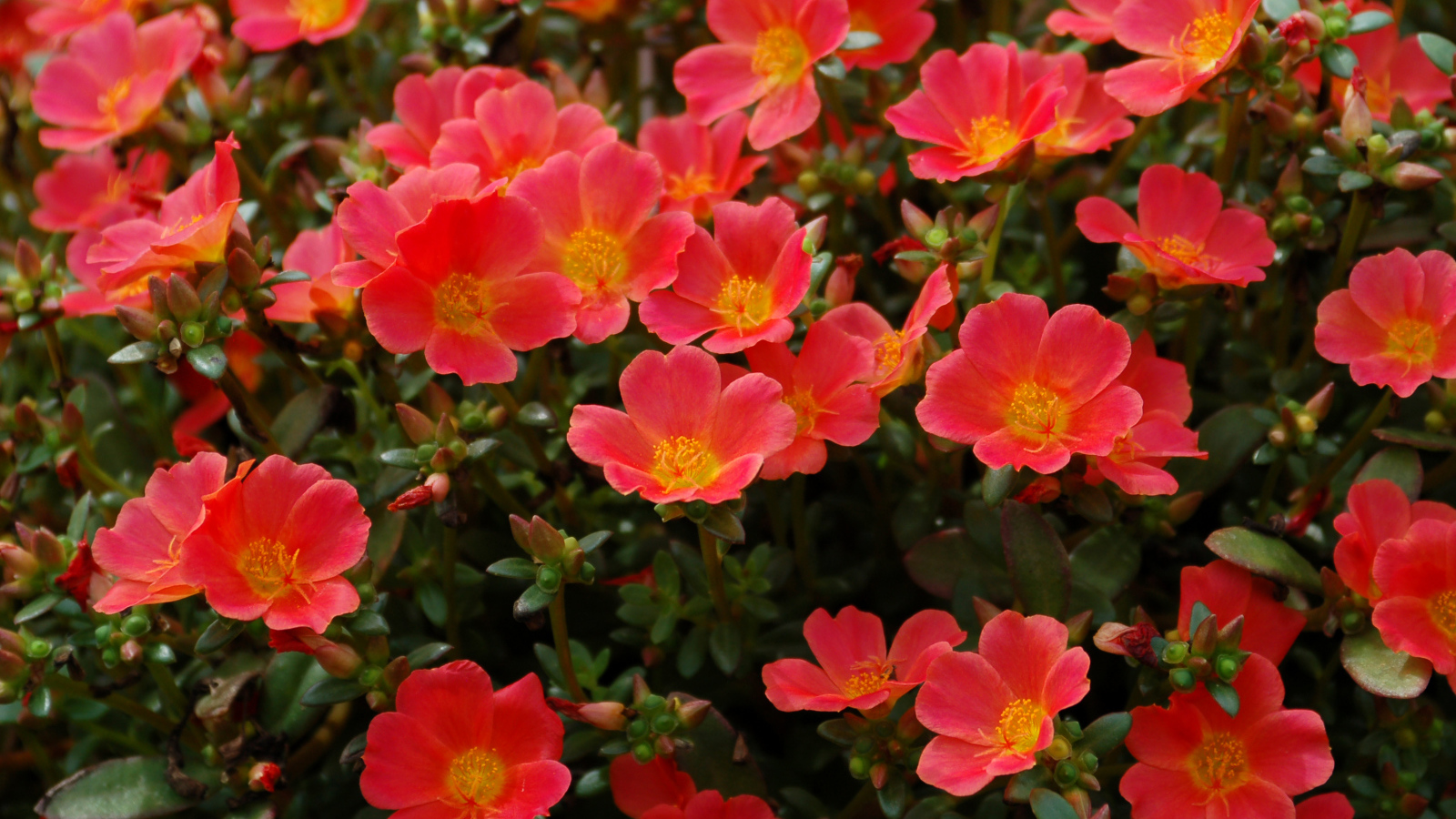 Красный портулак на клумбе крупным планом